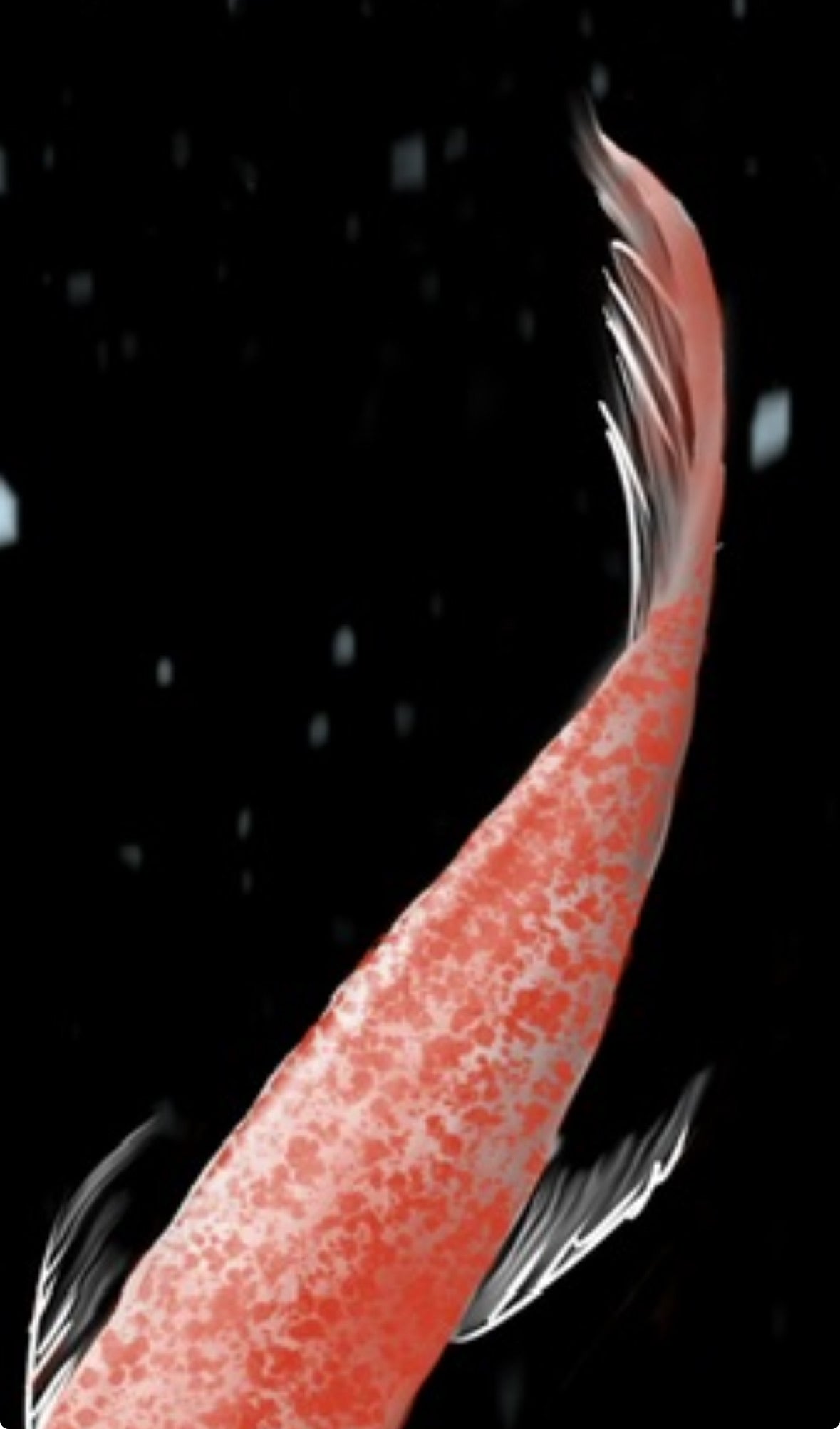 Aleta trasera de pez koi rojo en primer plano, texturas sutiles sobre fondo oscuro.