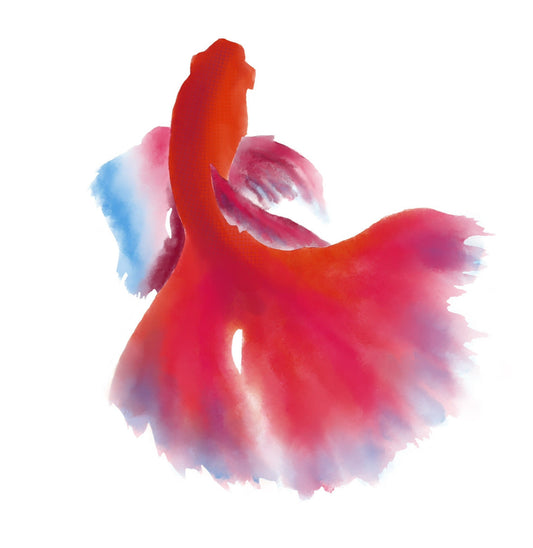Pez betta rojo y azul con fondo blanco en composición fluida y expresiva.
