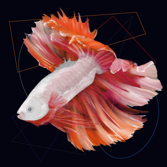 Pez betta blanco con aletas rojas y naranjas, flotando sobre fondo oscuro con líneas geométricas