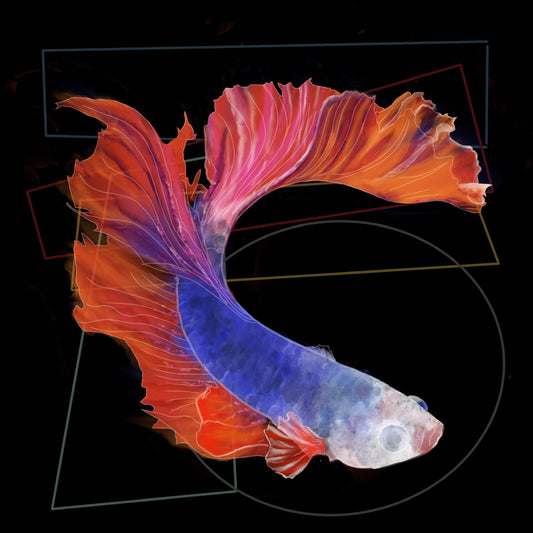 Pez betta violeta y naranja sobre fondo negro con líneas geométricas.