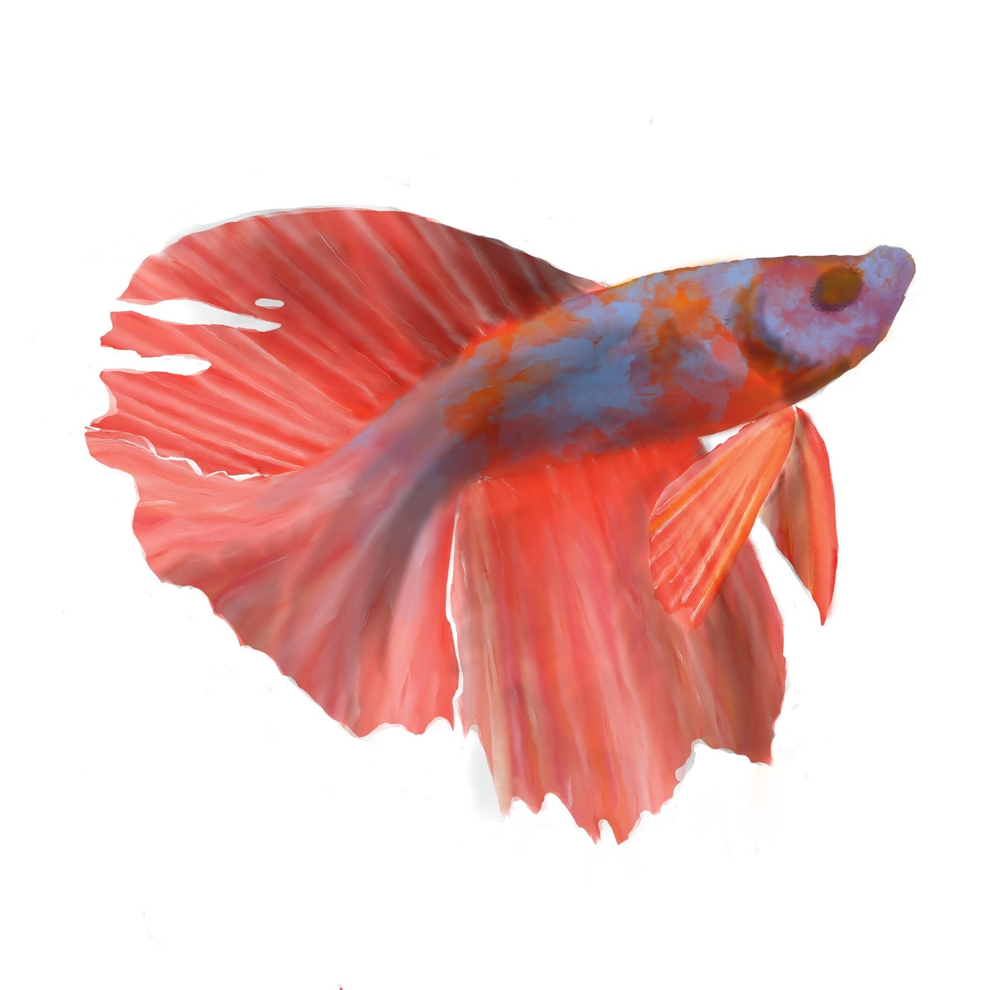 Pez betta rojo con reflejos azulados sobre fondo blanco, estilo fluido y luminoso.